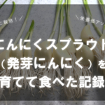 タイトル画像：ニンニクスプラウト（発芽にんにく）を育てて食べた記録