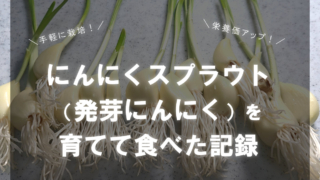 タイトル画像：ニンニクスプラウト（発芽にんにく）を育てて食べた記録