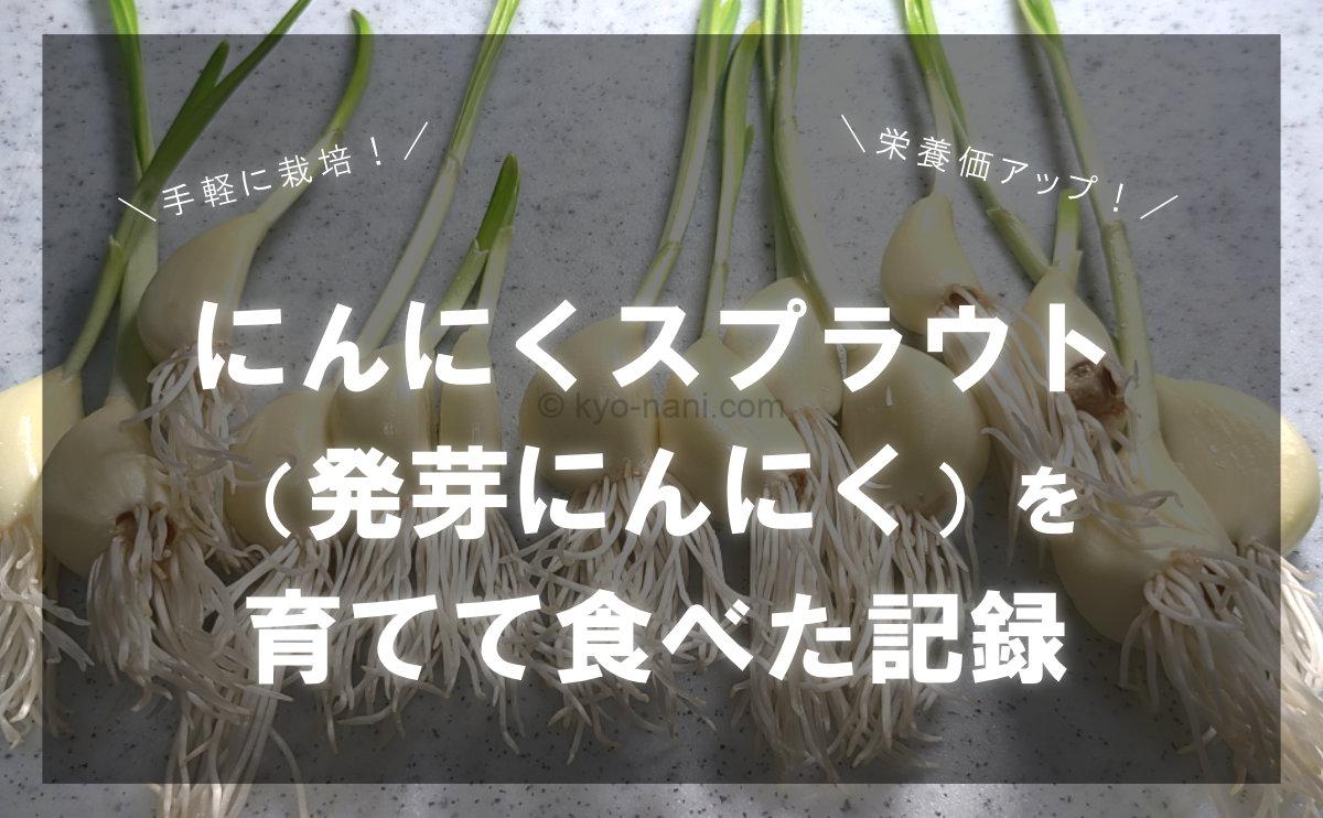 タイトル画像：ニンニクスプラウト（発芽にんにく）を育てて食べた記録